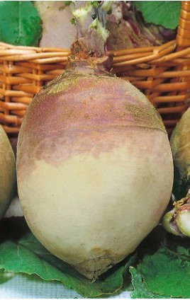 FODDER TURNIP NORFOLCK