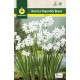 Narcisos Paperwhites, Blanco 10/12