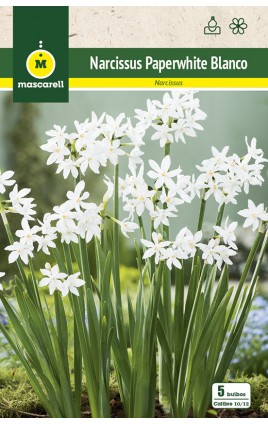 Narcisos Paperwhites, Blanco 10/12