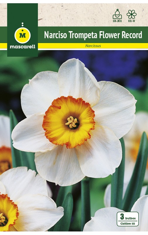 Narcisos Trompeta Flower Record