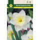 Narcisos Trompeta Ice Folies