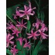 Nerine