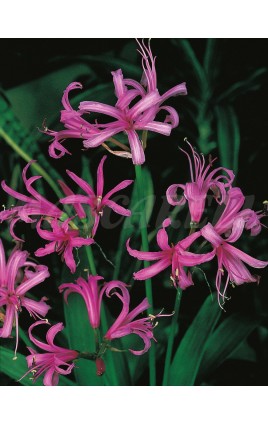 Nerine