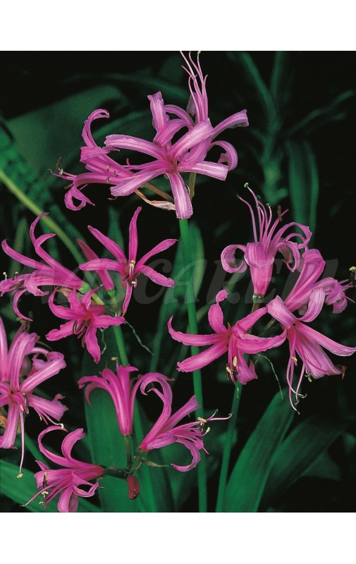 Nerine