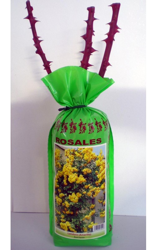 Pack BOLSA EXTRA Rosal Pie Bajo Nº12