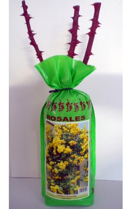 Pack BOLSA EXTRA Rosal Trepador Nº14