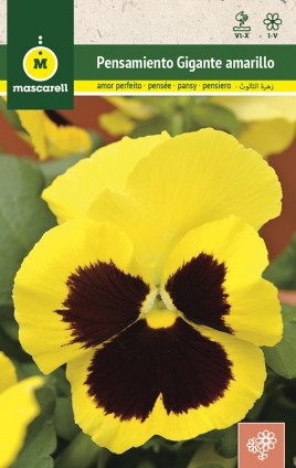 YELLOW GIANT PANSY SWISS BLACK BLOTCHED