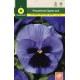 BLUE GIANT PANSY SWISS BLACK BLOTCHED