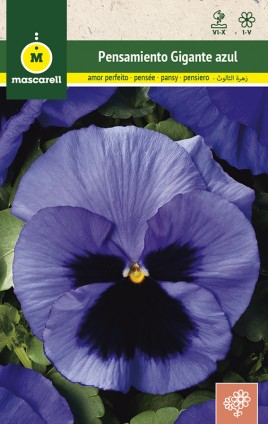 BLUE GIANT PANSY SWISS BLACK BLOTCHED