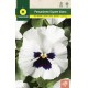 WHITE PANSY SWISS GIANT BLACK BLOTCHED