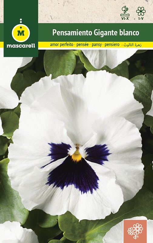 WHITE PANSY SWISS GIANT BLACK BLOTCHED