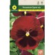 RED GIANT PANSY SWISS BLACK BLOTCHED