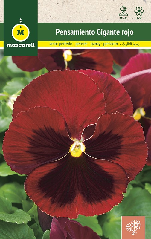 RED GIANT PANSY SWISS BLACK BLOTCHED