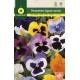 GIANT PANSY SWISS MIXED