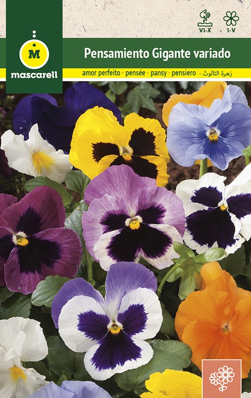 GIANT PANSY SWISS MIXED