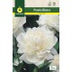 Peonia Blanca