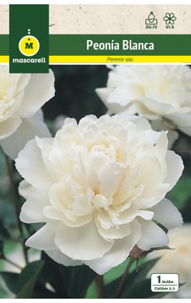 Peonia Blanca