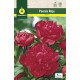 Peonia Roja