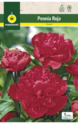 Peonia Roja