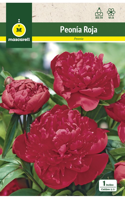 Peonia Roja