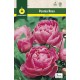 Peonia Rosa