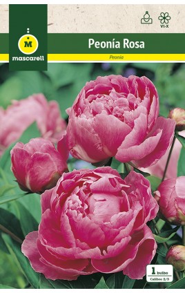 Peonia Rosa