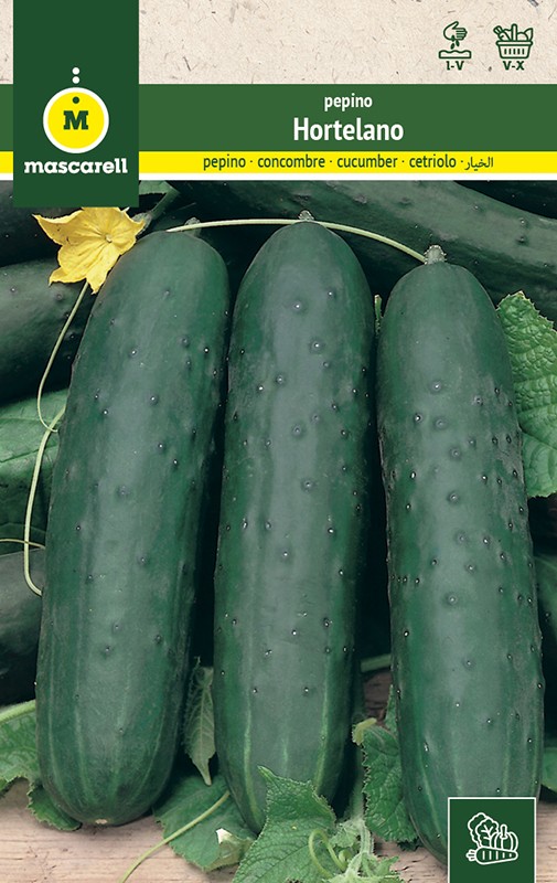 CUCUMBER HORTELANO