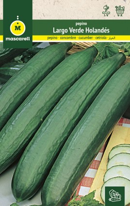 CUCUMBER LONG GREEN