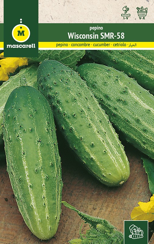 CUCUMBER WISCONSIN SMR-58