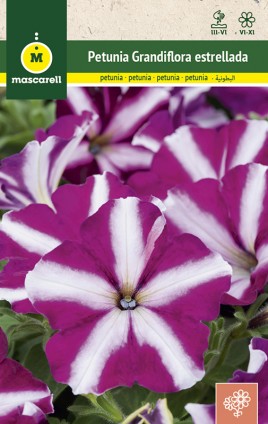 PETUNIA COMPACTA, ANÃ, ESTRELA VERMELHA E BRANCA