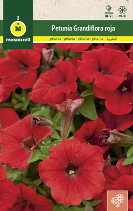 DWARF COMPACT RED PETUNIA