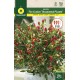 PEPPER FIRE CRACKER ORNAMENTAL