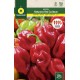 PEPPER HABANERO RED CARIBEAN