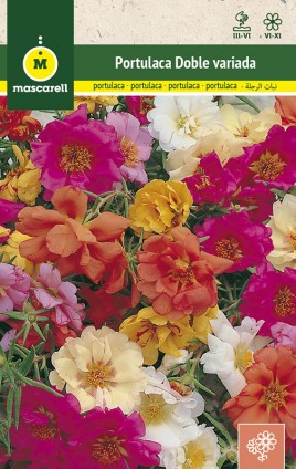 DOUBLE PORTULACA MIX