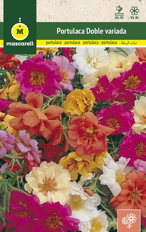 DOUBLE PORTULACA MIX