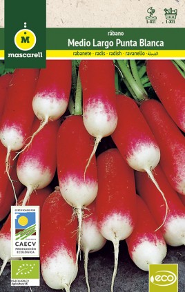 MEDIUM LONG RED RADISH WITH WHITE TIP