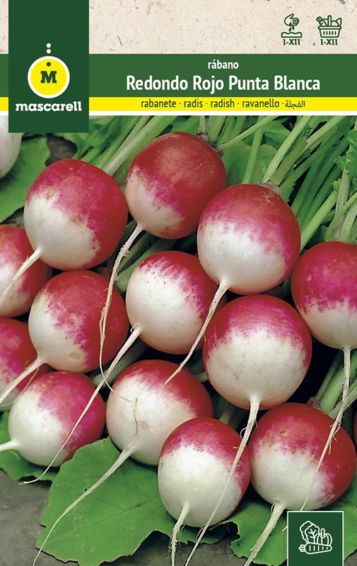 RADISH ROUND RED WITH WHITE TIP