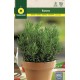 COMMON ROSEMARY