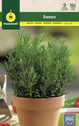 COMMON ROSEMARY