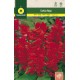 RED SALVIA SPLENDENS