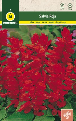 SALVIA SPLENDENS ROJA