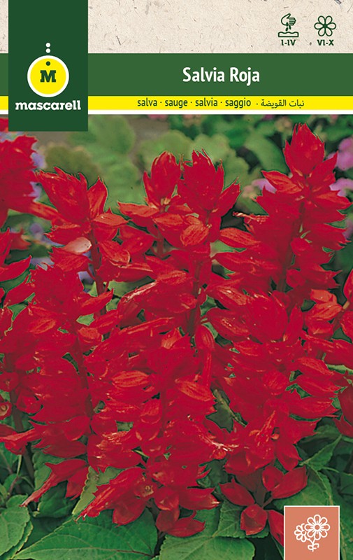 RED SALVIA SPLENDENS