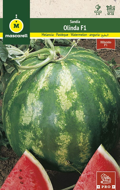 WATERMELON OLINDA F1