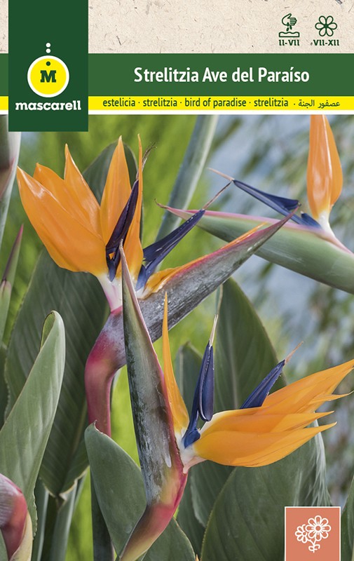 STRELITZIA AVE DEL PARAISO - Mascarell Semillas