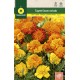 FRENCH DWARF MARIGOLD MIX