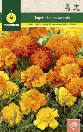 FRENCH DWARF MARIGOLD MIX