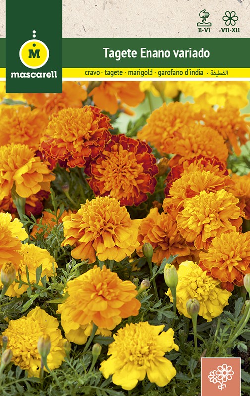 FRENCH DWARF MARIGOLD MIX