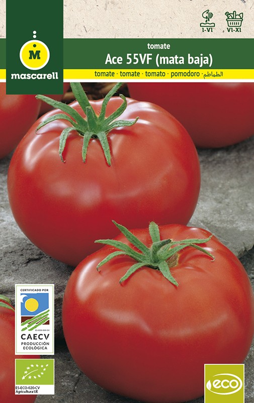 Tomate ACE 55VF rastrero "RAINBOW-ECO"