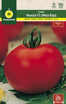 TOMATO VENEZIA HF1 (DETERMINADA)