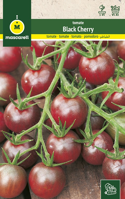 TOMATE BLACK CHERRY